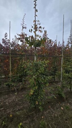 Parrotia persica 10-12 cm met kluit geveerd