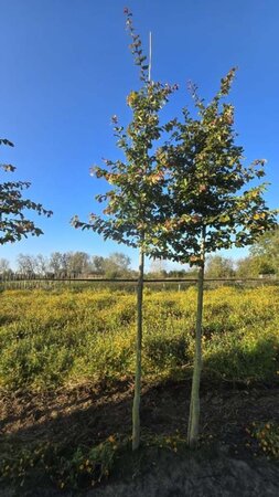 Parrotia persica 16-18 Hoogstam draadkluit 3 X verplant