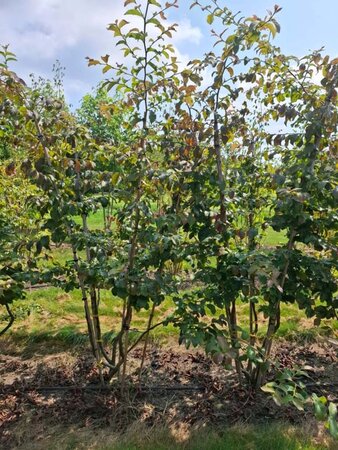 Parrotia persica 175-200 cm draadkluit meerstammig - afbeelding 1