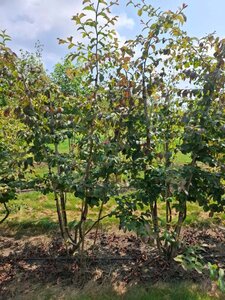 Parrotia persica 175-200 cm draadkluit meerstammig - afbeelding 1