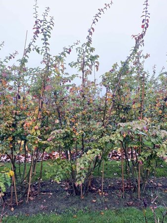 Parrotia persica 175-200 cm draadkluit meerstammig - afbeelding 2