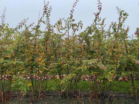 Parrotia persica 175-200 cm draadkluit meerstammig - afbeelding 3