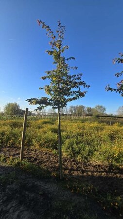 Parrotia persica 18-20 Hoogstam draadkluit 3 X verplant