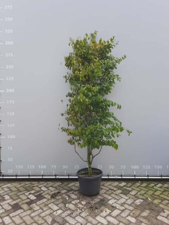 Parrotia persica 200-225 cm draadkluit meerstammig - afbeelding 6