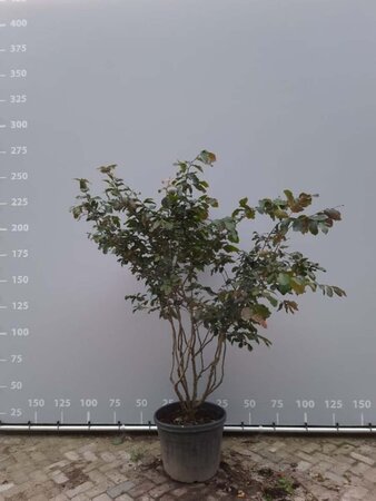 Parrotia persica 200-225 cm draadkluit meerstammig - afbeelding 4