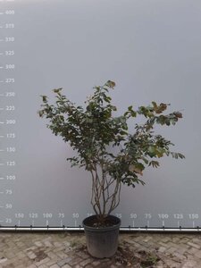 Parrotia persica 200-225 cm draadkluit meerstammig - afbeelding 4