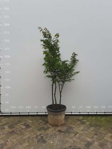 Parrotia persica 200-225 cm draadkluit meerstammig - afbeelding 5