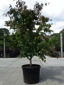 Parrotia persica 200-250 cm cont. 90L meerstammig - afbeelding 1