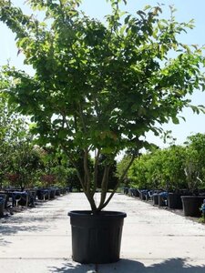 Parrotia persica 200-250 cm cont. 90L meerstammig - afbeelding 3