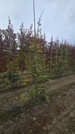 Parrotia persica 200-250 cm met kluit geveerd spil