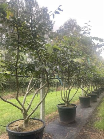 Parrotia persica 250-300 cm cont. 90L meerstammig