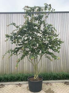 Parrotia persica 300-350 cm container meerstammig - afbeelding 2