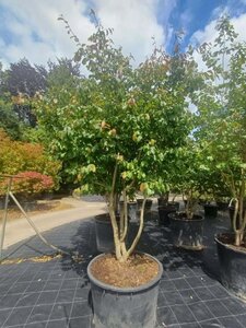 Parrotia persica 300-350 cm container meerstammig - afbeelding 1