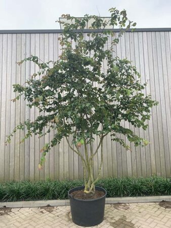 Parrotia persica 300-350 cm container multi-stem - image 2