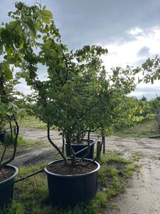 Parrotia persica 300-350 cm draadkluit meerstammig - afbeelding 4