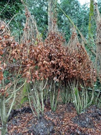 Parrotia persica 300-350 cm draadkluit meerstammig - afbeelding 1