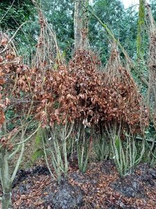 Parrotia persica 300-350 cm draadkluit meerstammig - afbeelding 1