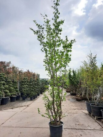 Parrotia persica 350-400 cm container meerstammig - afbeelding 1