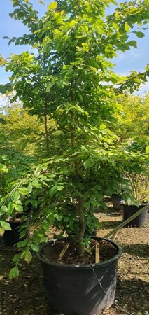 Parrotia persica 350-400 cm container meerstammig - afbeelding 2