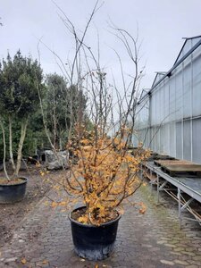 Parrotia persica 350-400 cm container meerstammig - afbeelding 3