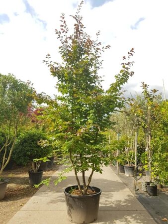 Parrotia persica 350-400 cm container meerstammig - afbeelding 4