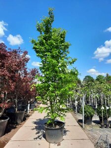 Parrotia persica 350-400 cm container meerstammig - afbeelding 5