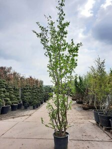 Parrotia persica 350-400 cm container multi-stem - image 1