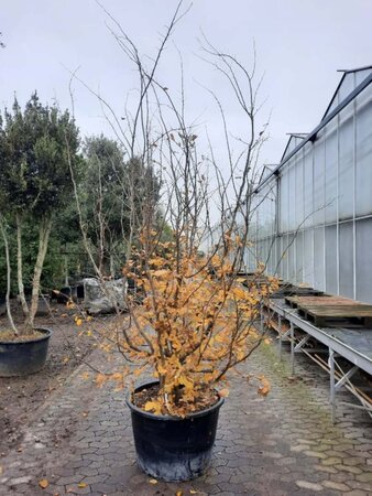 Parrotia persica 350-400 cm container multi-stem - image 3