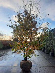 Parrotia persica 350-400 cm draadkluit meerstammig - afbeelding 2