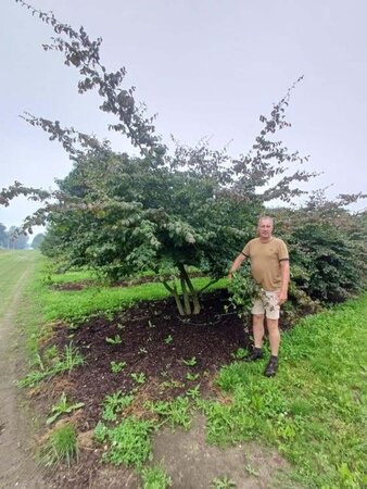 Parrotia persica 350-400 cm draadkluit meerstammig - afbeelding 1