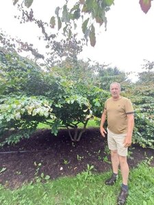 Parrotia persica 350-400 cm draadkluit meerstammig - afbeelding 13