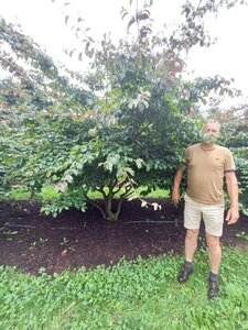 Parrotia persica 350-400 cm draadkluit meerstammig - afbeelding 12