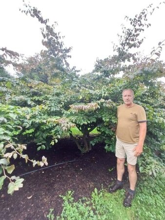 Parrotia persica 350-400 cm draadkluit meerstammig - afbeelding 11