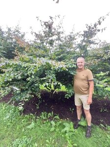 Parrotia persica 350-400 cm draadkluit meerstammig - afbeelding 10