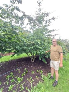 Parrotia persica 350-400 cm draadkluit meerstammig - afbeelding 9