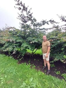 Parrotia persica 350-400 cm draadkluit meerstammig - afbeelding 8