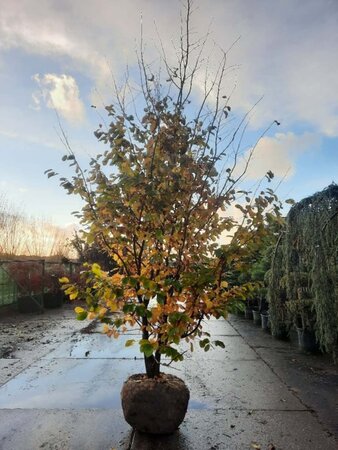 Parrotia persica 350-400 cm draadkluit meerstammig - afbeelding 19