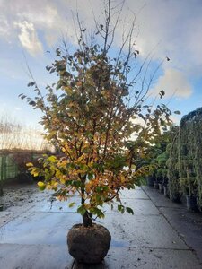 Parrotia persica 350-400 cm draadkluit meerstammig - afbeelding 5