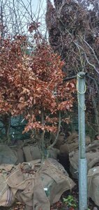 Parrotia persica 350-400 cm draadkluit meerstammig - afbeelding 2