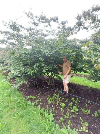 Parrotia persica 350-400 cm draadkluit meerstammig - afbeelding 7