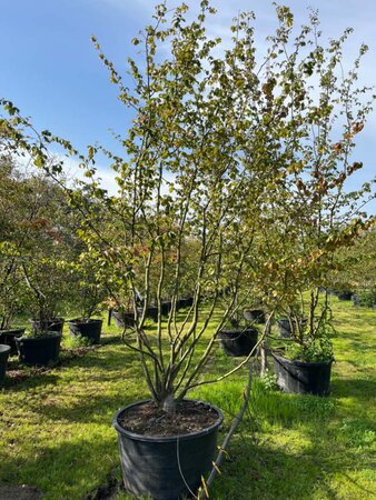 Parrotia persica 350-400 cm draadkluit meerstammig - afbeelding 3