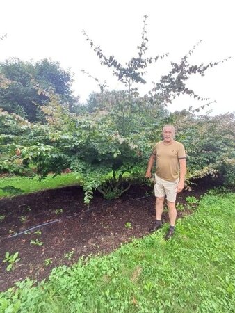 Parrotia persica 350-400 cm draadkluit meerstammig - afbeelding 6