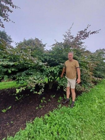 Parrotia persica 350-400 cm draadkluit meerstammig - afbeelding 5