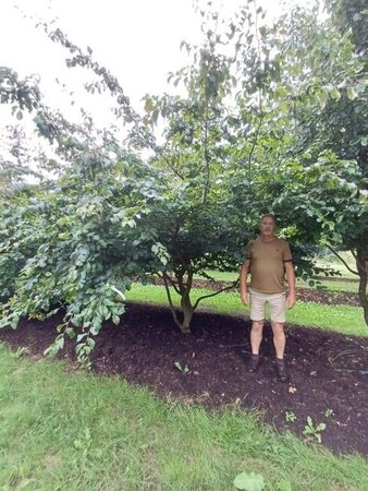 Parrotia persica 350-400 cm draadkluit meerstammig - afbeelding 4