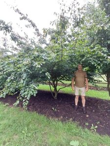 Parrotia persica 350-400 cm draadkluit meerstammig - afbeelding 4