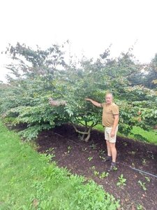 Parrotia persica 350-400 cm draadkluit meerstammig - afbeelding 3