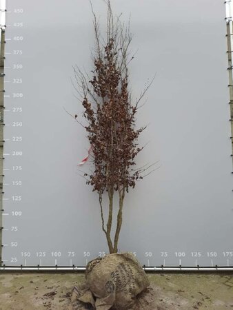 Parrotia persica 350-400 cm draadkluit meerstammig - afbeelding 4