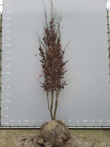 Parrotia persica 350-400 cm WRB multi-stem - image 4