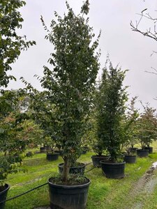 Parrotia persica 400-500 cm container meerstammig - afbeelding 2