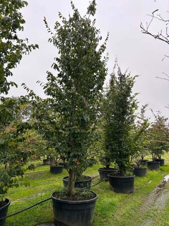 Parrotia persica 400-500 cm container multi-stem - image 2